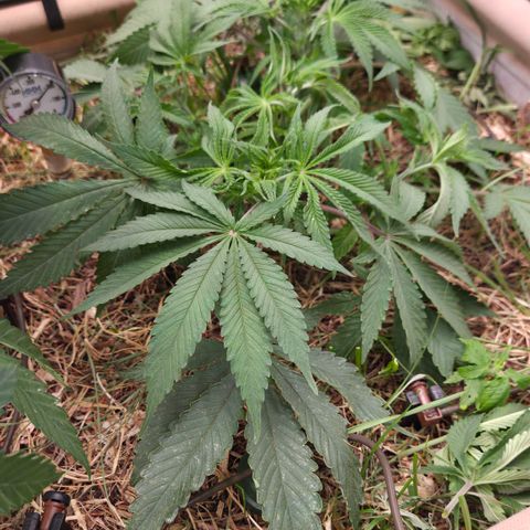 CBD Skunk Haze growlog timeline photo