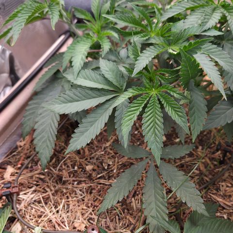 La Bomba #1 growlog timeline photo