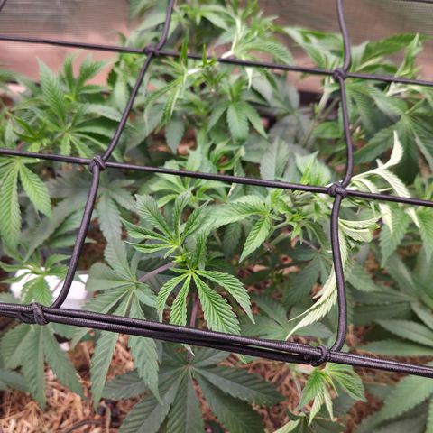 La Bomba #2 growlog timeline photo