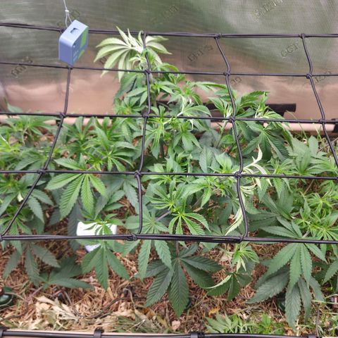 La Bomba #1 growlog timeline photo