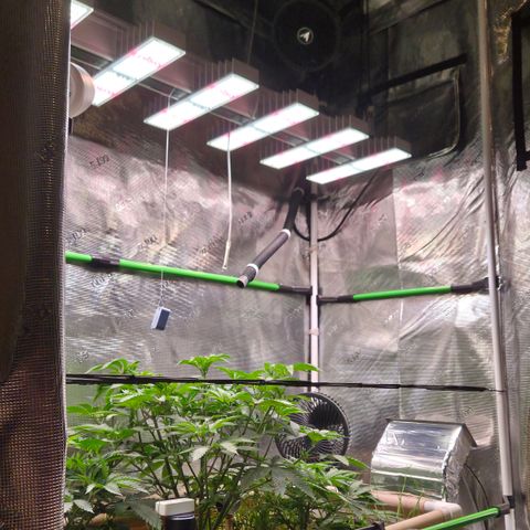 La Bomba #1 growlog timeline photo