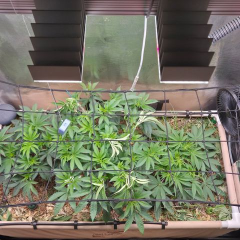 La Bomba #1 growlog timeline photo