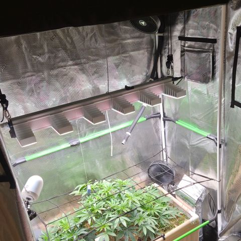 La Bomba #1 growlog timeline photo