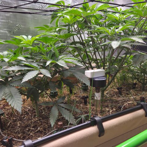 La Bomba #1 growlog timeline photo