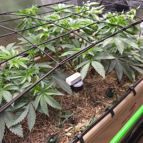 La Bomba #1 growlog timeline photo
