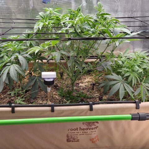 La Bomba #1 growlog timeline photo