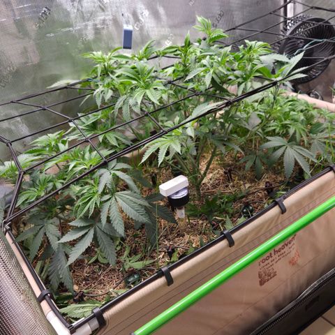 La Bomba #1 growlog timeline photo