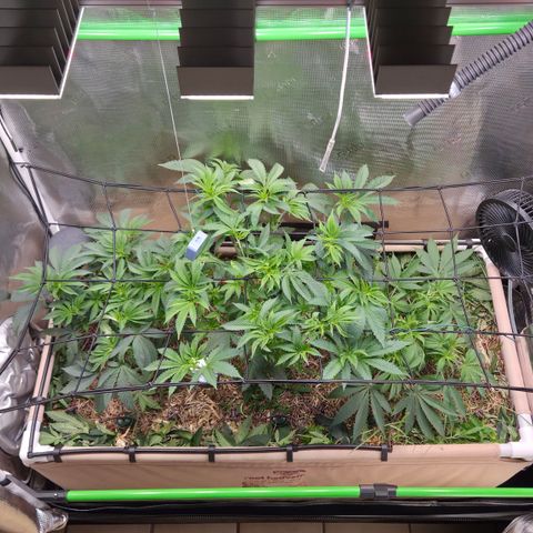 La Bomba #1 growlog timeline photo