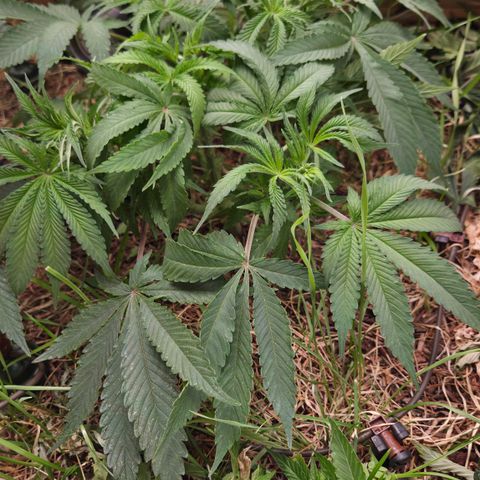CBD Skunk Haze growlog timeline photo