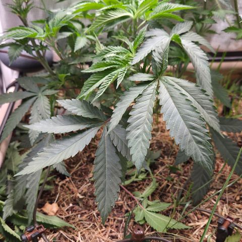 La Bomba #1 growlog timeline photo
