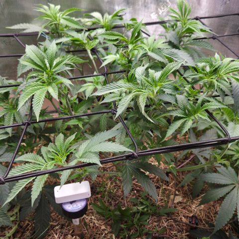La Bomba #2 growlog timeline photo