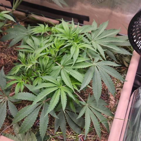 CBD Skunk Haze growlog timeline photo