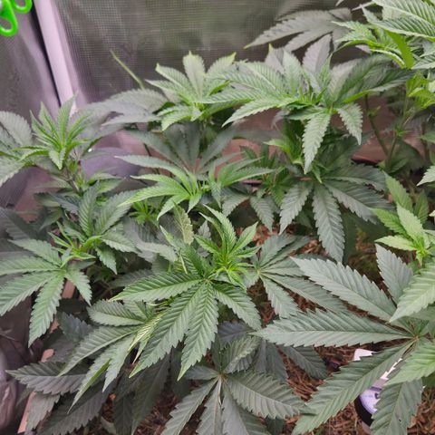 La Bomba #1 growlog timeline photo
