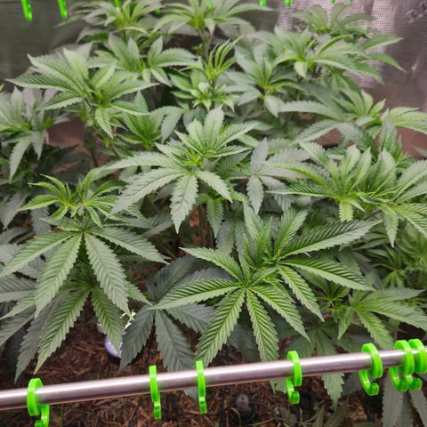 La Bomba #2 growlog timeline photo