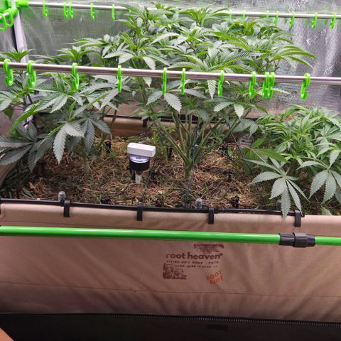 La Bomba #1 growlog timeline photo