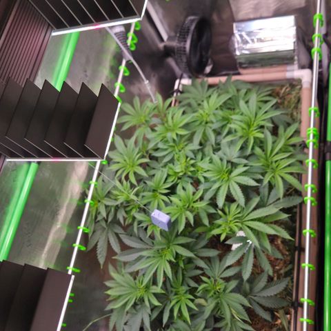 La Bomba #1 growlog timeline photo