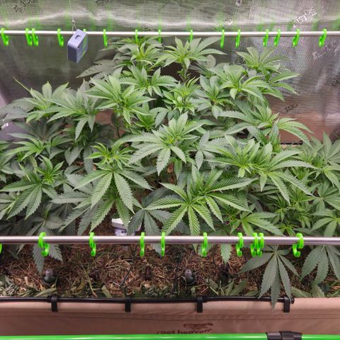 La Bomba #1 growlog timeline photo