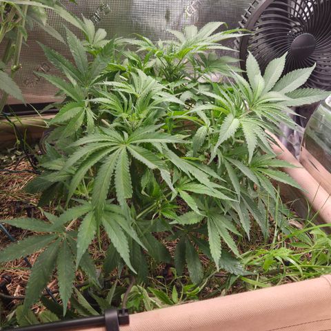 CBD Skunk Haze growlog timeline photo