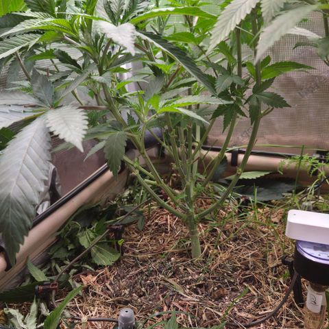La Bomba #1 growlog timeline photo