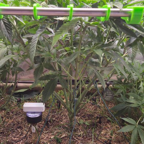 La Bomba #2 growlog timeline photo