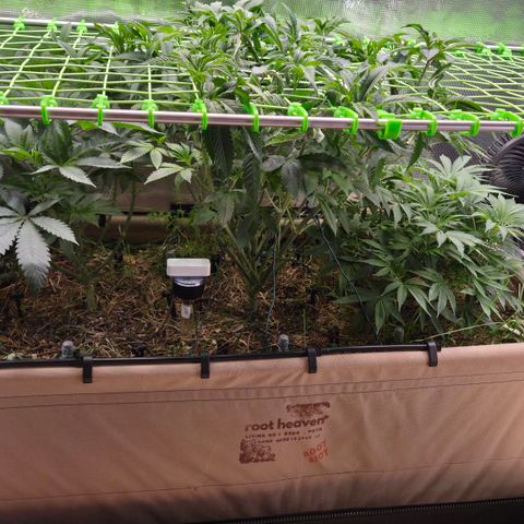 La Bomba #1 growlog timeline photo