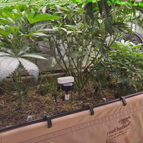 La Bomba #1 growlog timeline photo