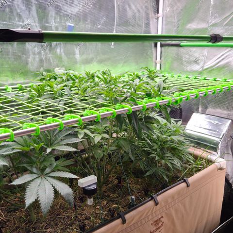 La Bomba #1 growlog timeline photo