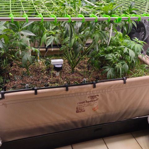 La Bomba #1 growlog timeline photo