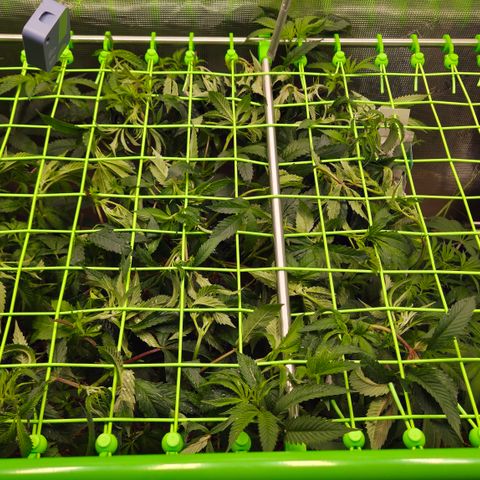 La Bomba #1 growlog timeline photo