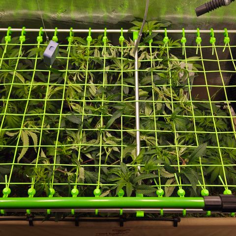 La Bomba #1 growlog timeline photo