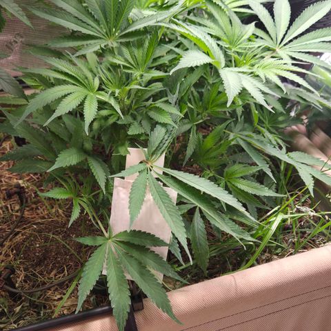 CBD Skunk Haze growlog timeline photo