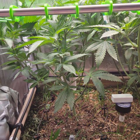 La Bomba #1 growlog timeline photo