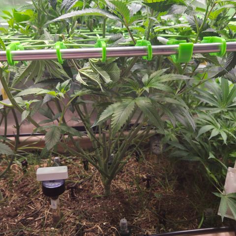 La Bomba #2 growlog timeline photo