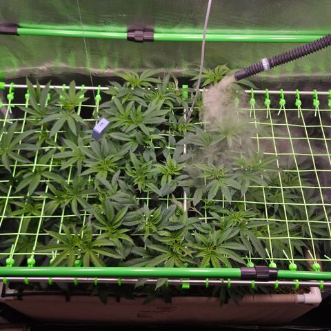 La Bomba #1 growlog timeline photo