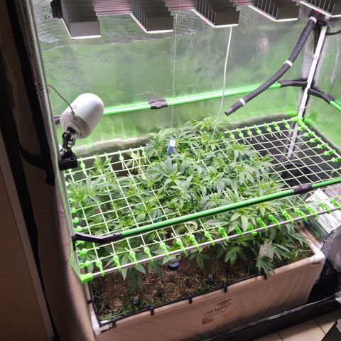 La Bomba #1 growlog timeline photo