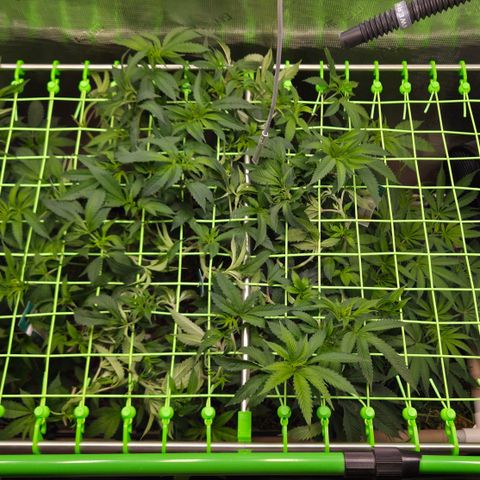 La Bomba #1 growlog timeline photo