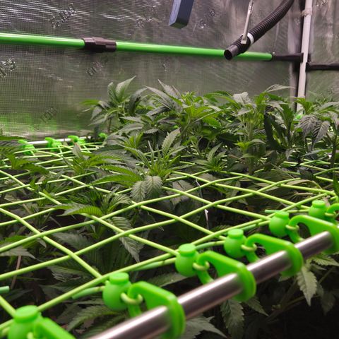 La Bomba #1 growlog timeline photo