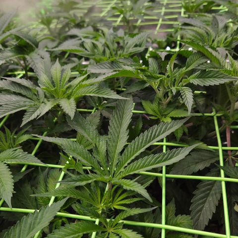 La Bomba #1 growlog timeline photo