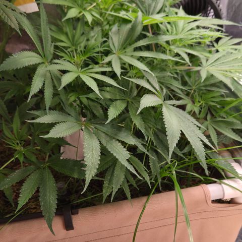 CBD Skunk Haze growlog timeline photo