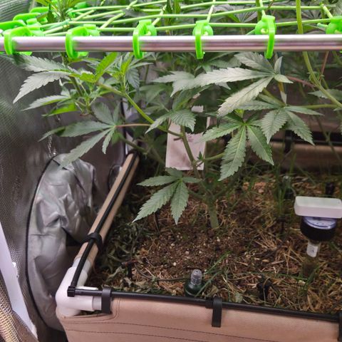 La Bomba #1 growlog timeline photo