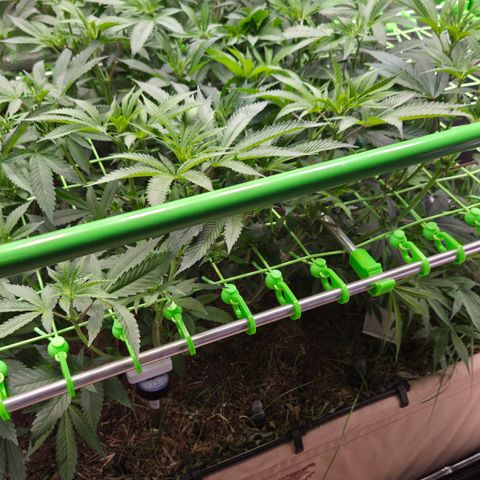 La Bomba #1 growlog timeline photo