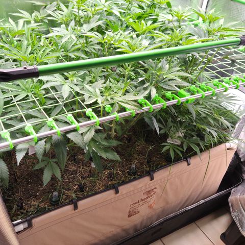 La Bomba #1 growlog timeline photo