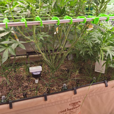 La Bomba #1 growlog timeline photo
