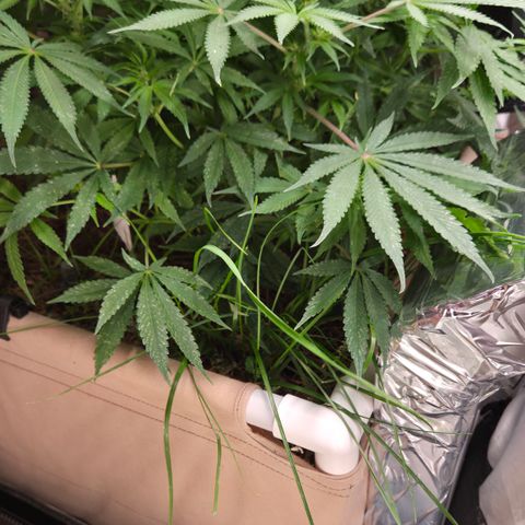 CBD Skunk Haze growlog timeline photo