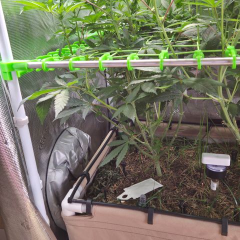 La Bomba #1 growlog timeline photo