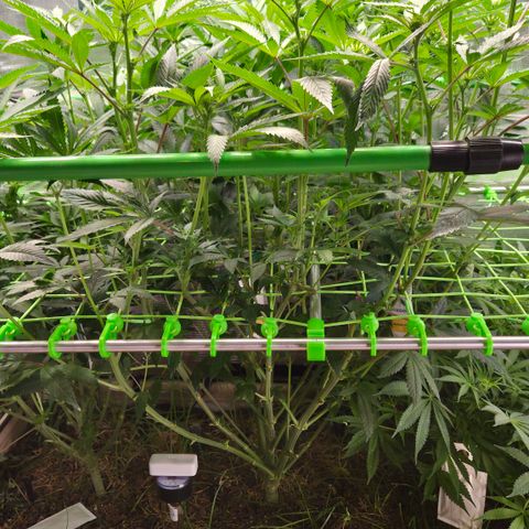 La Bomba #2 growlog timeline photo