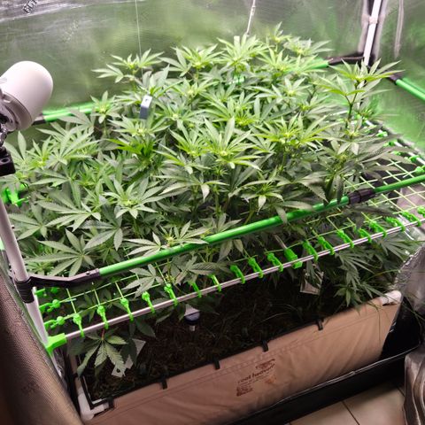La Bomba #1 growlog timeline photo