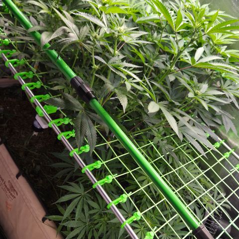 La Bomba #1 growlog timeline photo