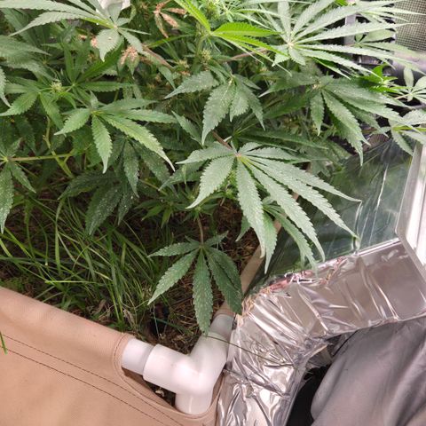 CBD Skunk Haze growlog timeline photo