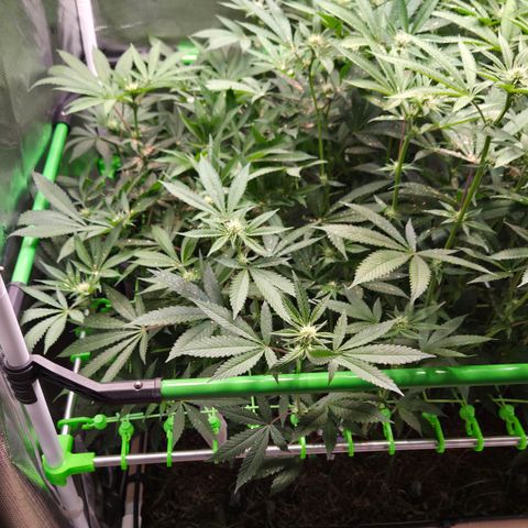 La Bomba #1 growlog timeline photo